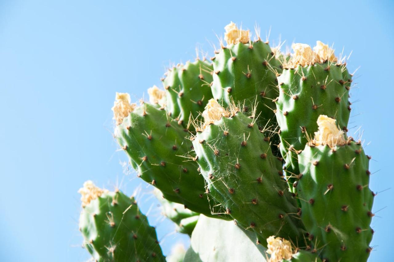 The Prickly Pear Apartment Chania  Buitenkant foto